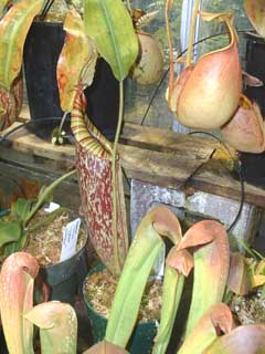 Pendulent & gooseneck pitcher plants