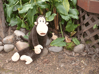 Monkey finds the Groundhog... or something worse!